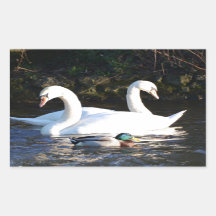 Dos Cisnes Y Un Pato