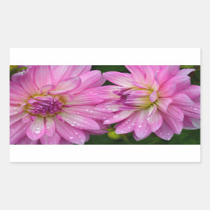 Pegatina Rectangular Dos flores de dahlia rosa