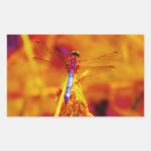 Pegatina Rectangular Dragonfly arcoiris sobre ámbar y fuschia