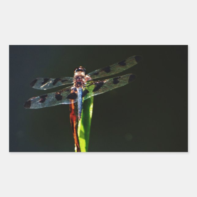 Pegatina Rectangular Dragonfly azul y negro sobre hierba verde y roja (Anverso)