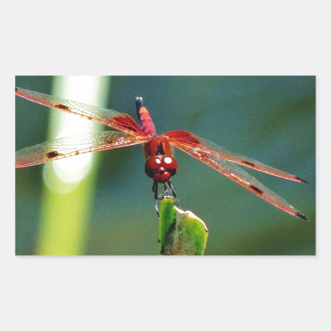 Pegatina Rectangular Dragonfly Frontal Rojo y Negro (Anverso)