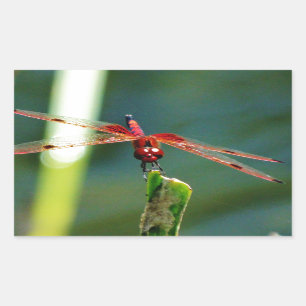 Pegatina Rectangular Dragonfly Frontal Rojo y Negro