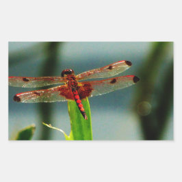 Pegatina Rectangular Dragonfly rojo y negro visto