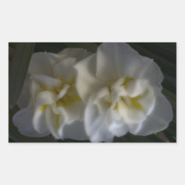 Pegatina Rectangular Dreamy Narcissus Daffodils
