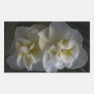 Pegatina Rectangular Dreamy Narcissus Daffodils