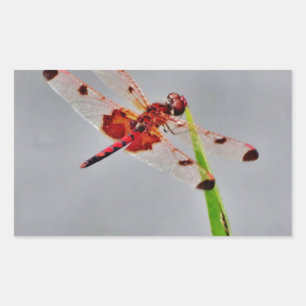 PEGATINA RECTANGULAR DSC00029.JPG