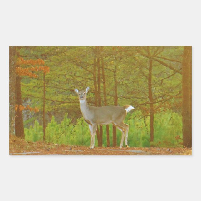 PEGATINA RECTANGULAR DSCF4041.JPG (Anverso)