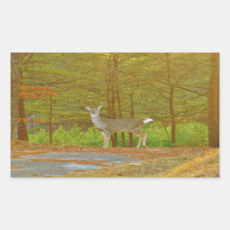 PEGATINA RECTANGULAR DSCF4041.JPG