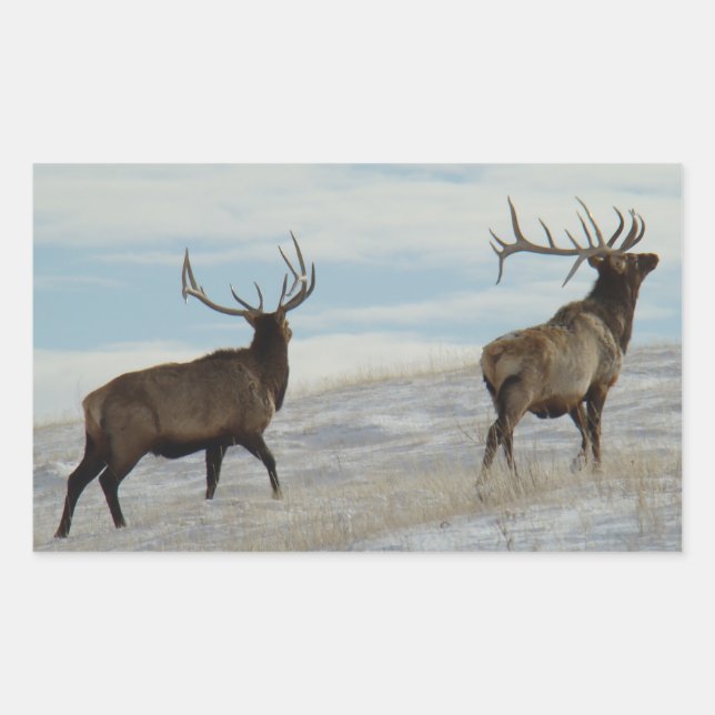 Pegatina Rectangular E57 Bull Elk Lucky 13 Bull (Anverso)