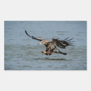 Pegatina Rectangular Eagle calvo no maduro que se zambulle para un