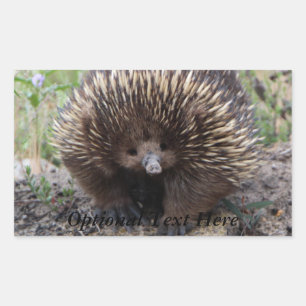 Pegatina Rectangular Echidna o Anteatra espinosa Australia