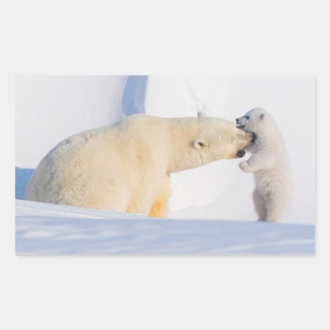 Pegatina Rectangular EE.UU., Alaska, pendiente norte | Osos polares (Anverso)