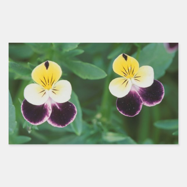 Pegatina Rectangular EE. UU., Utah, Cache Valley, Johnny Jump Up (Anverso)