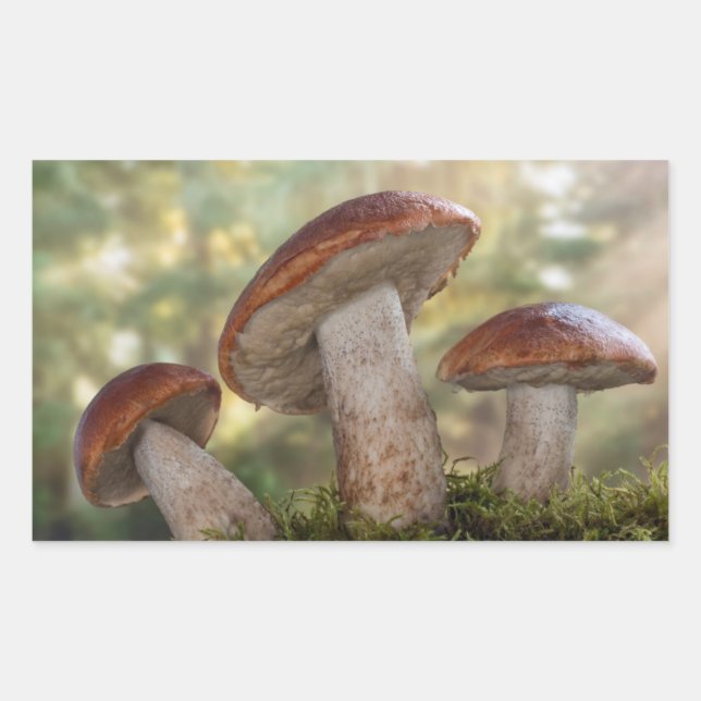 Pegatina Rectangular EE. UU., Washington, Seabeck. Leccinum Insigne (Anverso)