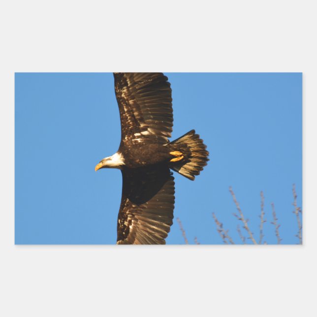 Pegatina Rectangular El águila calva crece en los árboles (Anverso)