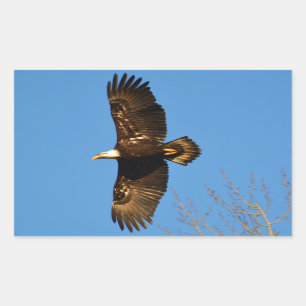 Pegatina Rectangular El águila calva crece en los árboles