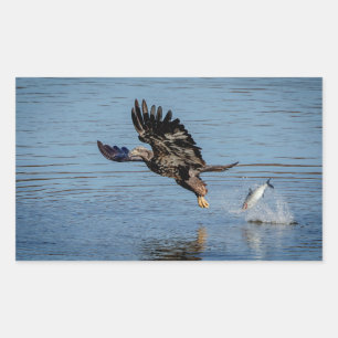 Pegatina Rectangular El águila calva inmadura lanzando un pez