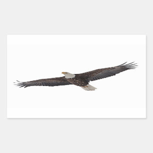 Pegatina Rectangular El águila calva se eleva