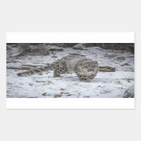 El cacareo del leopardo de las nieves