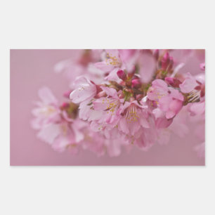 Pegatina Rectangular El cerezo sakura florece con reflexiones rosa páli