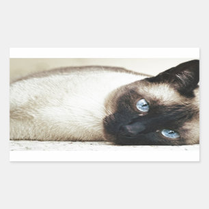 Pegatina Rectangular El gato siamés Mascota Purr Meow Kitty Destiny Art
