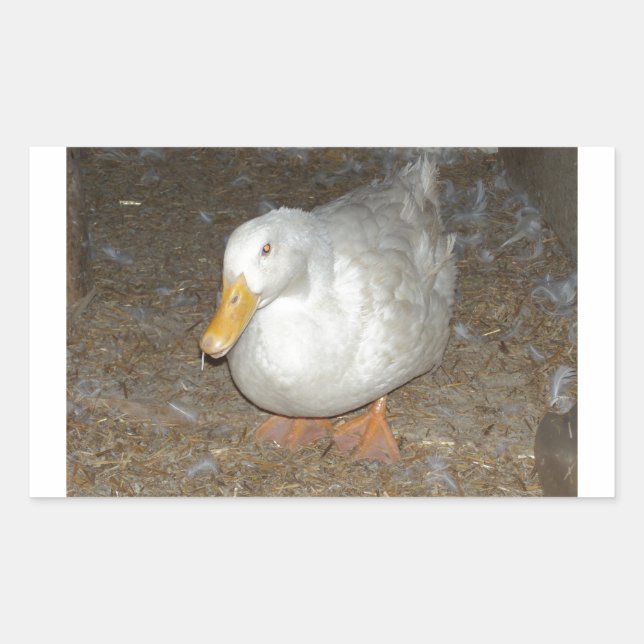 Pegatina Rectangular El pato más amable de la tierra (Anverso)