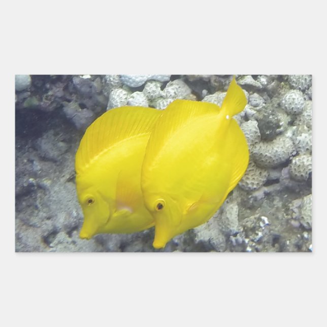 Pegatina Rectangular El pez colmillo amarillo (Anverso)