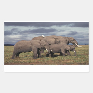 Pegatina Rectangular Elefante Africano Bebé con familia