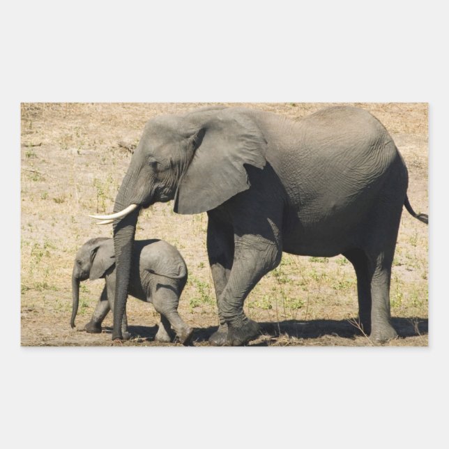 Pegatina Rectangular Elefante Bebé Y Madre (Anverso)