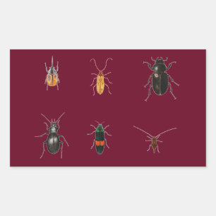 Pegatina Rectangular Errores 2011