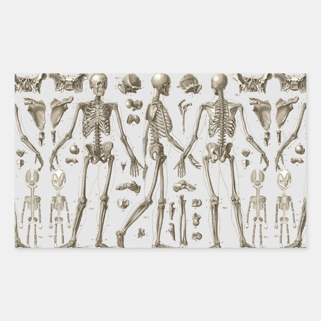 Pegatina Rectangular Esqueletos de la Enciclopedia Brockhaus y Efron (Anverso)