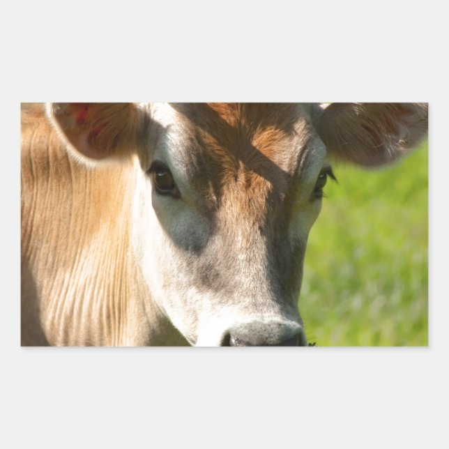 Pegatina Rectangular Estrella de vaca de bonito Jersey (Anverso)