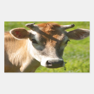 Pegatina Rectangular Estrella de vaca de bonito Jersey