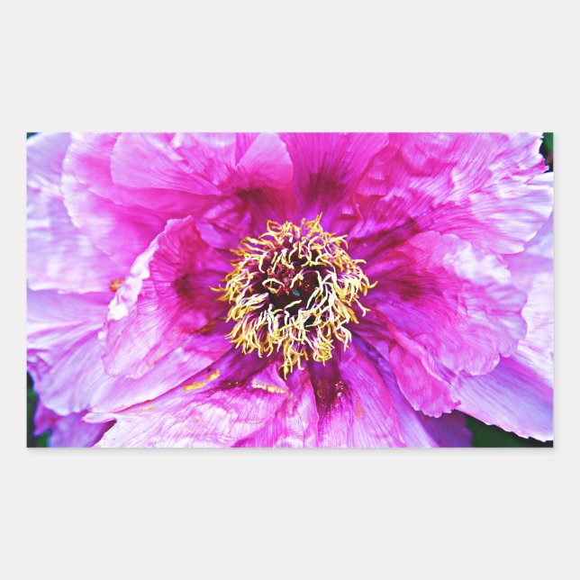 Pegatina Rectangular Explosión rosa (Anverso)