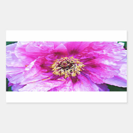 Pegatina Rectangular Explosión rosa