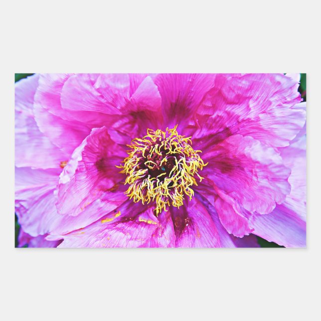 Pegatina Rectangular Explosión rosa (Anverso)