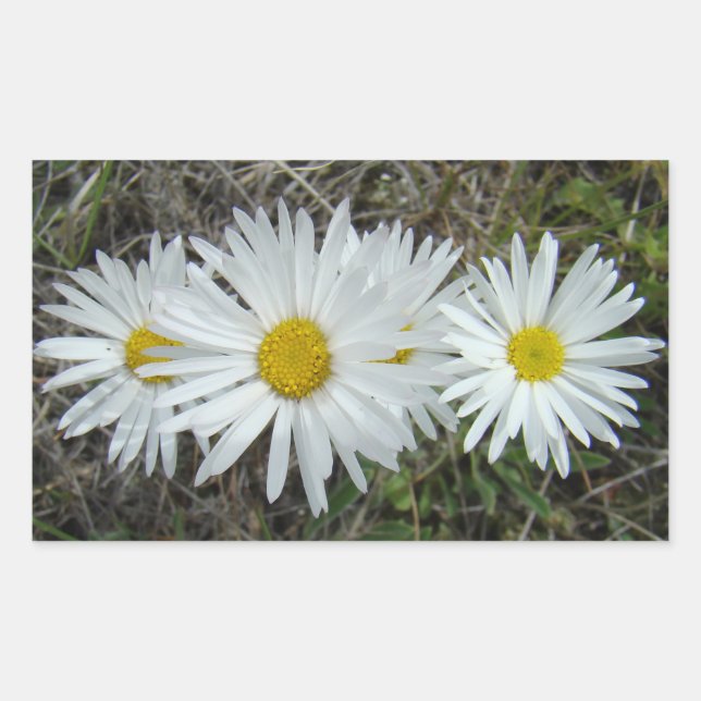 Pegatina Rectangular F42 Aster suave de flores silvestres blancas (Anverso)