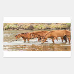 Pegatina Rectangular Familia de caballos marrones en el río
