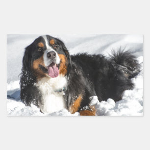 Pegatina Rectangular Feliz Perro de Montaña Bernés En Nieve De Invierno