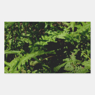 Pegatina Rectangular Fermones del suelo forestal