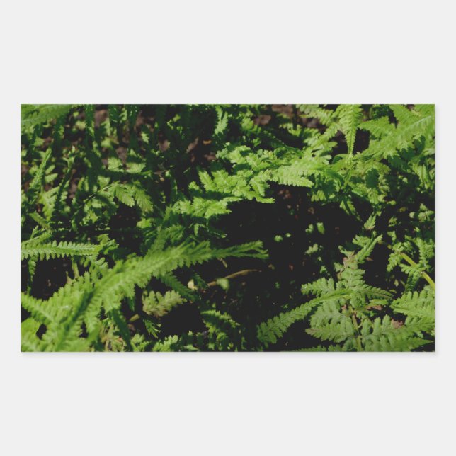 Pegatina Rectangular Fermones del suelo forestal (Anverso)