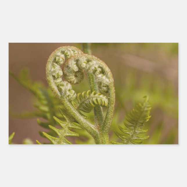 Pegatina Rectangular Fiddlehead Fern Heart Photo (Anverso)