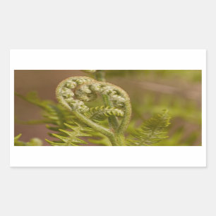 Pegatina Rectangular Fiddlehead Fern Heart Photo