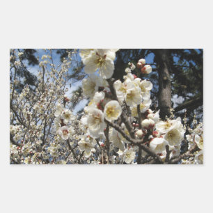 Pegatina Rectangular Flor de cerezo blanco / サ・(桜) Sakura/Sakura de cer
