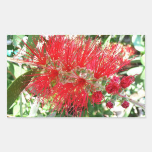 Pegatina Rectangular Flor de frasco rojo tropical floral