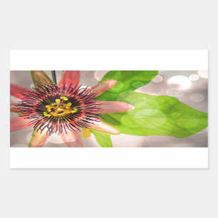 Pegatina Rectangular Flor de fruta de pasión