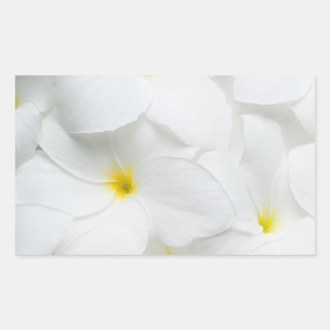 Pegatina Rectangular Flor Lei de Plumeria Personalizada en Hawái (Anverso)