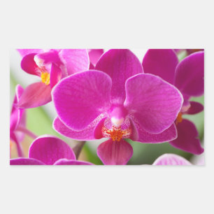 Pegatina Rectangular Flor Orquídea Rosa - Plantilla de orquídeas floral
