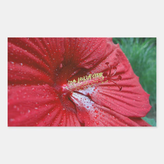 Pegatina Rectangular Flor roja hibiscus con gota de lluvia (Anverso)