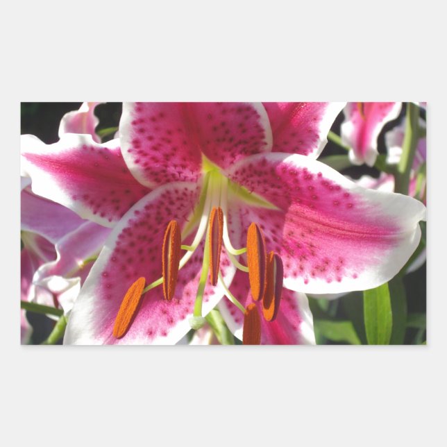 Pegatina Rectangular Flor rosa de lirio rosa rosa flor rosa (Anverso)